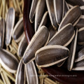 New crop chinese sunflower seeds 363 Inner mongolia factory